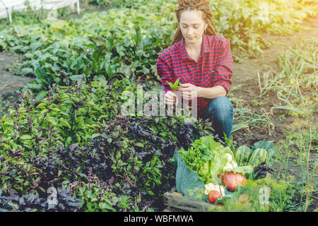 Junge Frau Bauer Landwirt sammelt frisches Gemüse und grünen Salat im Garten. Organische Rohstoffe auf einem Home Bauernhof Stockfoto