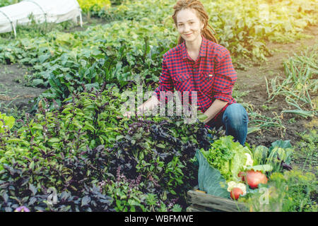 Junge Frau sucht Bauer Landwirt sammelt frisches Gemüse und grünen Salat im Garten. Organische Rohstoffe auf einem Home Bauernhof Stockfoto