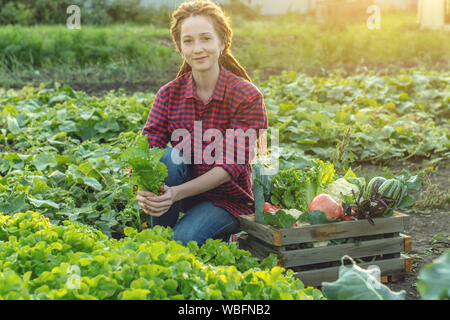 Junge Frau sucht Bauer Landwirt sammelt frisches Gemüse und grünen Salat im Garten. Organische Rohstoffe auf einem Home Bauernhof Stockfoto