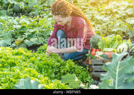 Junge Frau Bauer Landwirt sammelt frisches Gemüse und grünen Salat im Garten. Organische Rohstoffe auf einem Home Bauernhof Stockfoto