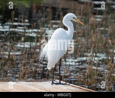 Wunderschönes weißes Great Eastern Egret, Ardea Modesta, dieser große, elegante Vogel frisst Insekten und kleine Wassertiere, die er im Wasser vorfindet Stockfoto