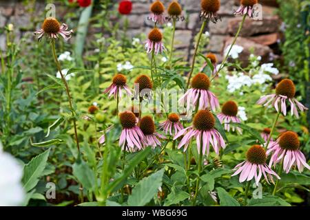 Eine lebendige wachsende Patch von Echinacea Purpurea auch bekannt als Sonnenhut. Stockfoto