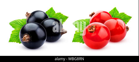 Schwarze und rote Johannisbeeren auf weißem Hintergrund Stockfoto