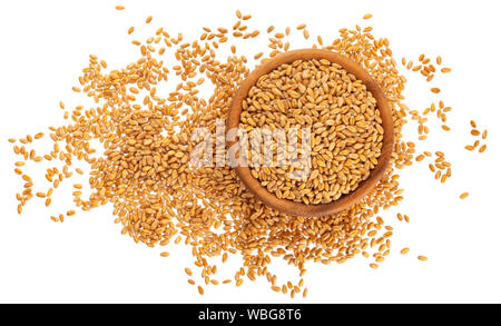 Weizenkörner auf weißem Hintergrund, Ansicht von oben Stockfoto
