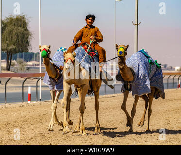 Dubai, VAE, Mar 21, 2018 - der Mensch ist seine Kamele Abkühlung nach dem Training zum Rennen Stockfoto