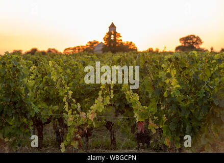 Sonnenuntergang über den Weinbergen von Montagne in der Nähe von Saint Emilion. Gironde, Aquitaine. Frankreich Stockfoto