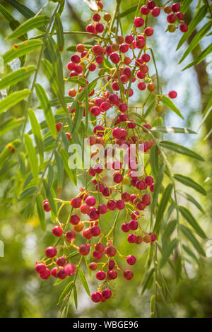 Ein rosa Pfeffer Baum mit Pfefferkörnern, Schinus molle Auch peruanische Pepper Tree bekannt Stockfoto