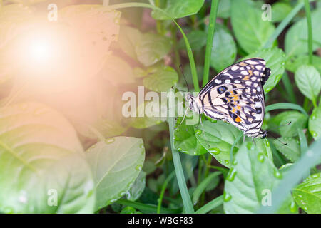 Zwei schöne Limette oder Zitrone Schmetterling Zucht auf Gras in der Natur. Stockfoto