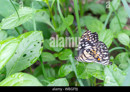 Zwei schöne Limette oder Zitrone Schmetterling Zucht auf Gras in der Natur. Stockfoto