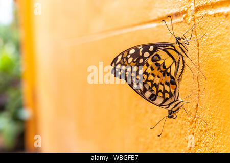 Zwei schöne Limette oder Zitrone Schmetterling Zucht auf orange Wand. Stockfoto