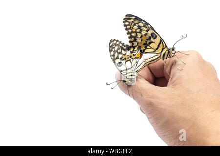 Zwei schöne Limette oder Zitrone Schmetterling Zucht auf der Hand. Auf weißem Hintergrund mit Freistellungspfad isoliert. Stockfoto