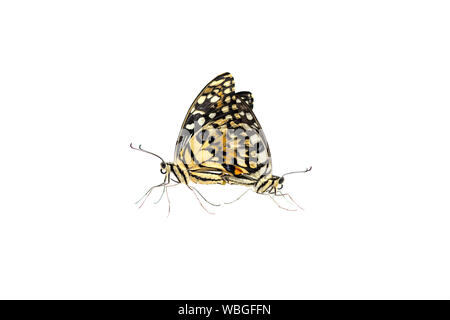 Zwei schöne Limette oder Zitrone Schmetterling Zucht auf weißem Hintergrund mit Freistellungspfad isoliert. Stockfoto