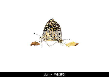 Zwei schöne Limette oder Zitrone Schmetterling Zucht auf weißem Hintergrund mit Freistellungspfad isoliert. Stockfoto