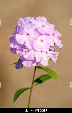 In der Nähe von rosa-weißen Blüten der Phlox paniculata 'Pink Lady. auf braunem Hintergrund isoliert Stockfoto