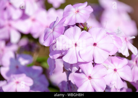 In der Nähe von rosa-weißen Blüten der Phlox paniculata 'Pink Lady. Stockfoto