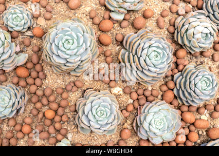 Ansicht von oben verschiedene schöne Kakteen Sukkulenten im Garten. Stockfoto