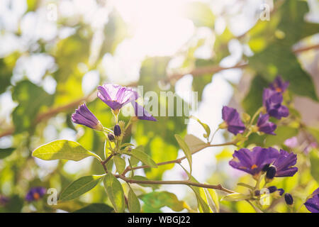 Schöne große Scarlet clematis Blume auf dem Hintergrund der grüne Blätter in der Natur Nahaufnahme Makro. Wunderschöne snazzy Bunte künstlerisches Bild Frühling, summ Stockfoto