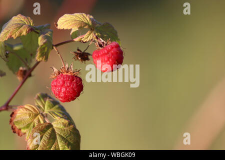 Roten Himbeeren auf einem Zweig Reif, close-up. Schöne Himbeere wächst auf einem grünen Busch, selektiven Fokus Stockfoto