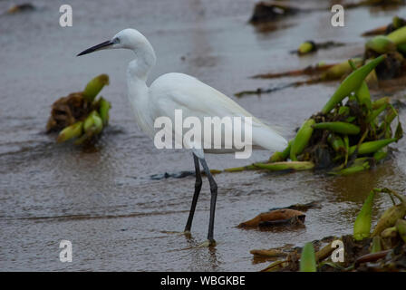 Ein Kleiner Reiher Anpirschen an den Ufern des Lake Victoria Stockfoto