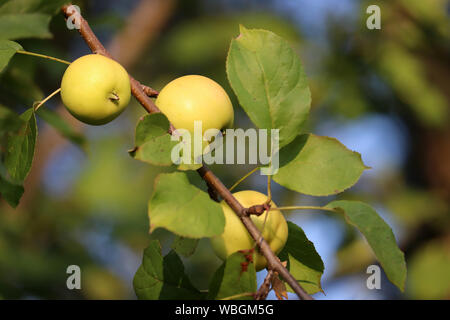 Grüne Äpfel auf einem Baum im Garten, in der Nähe. Reifen Apfel Früchte hängen an Ast mit Blätter an einem sonnigen Tag, ländliche Szene Stockfoto