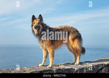 Belgischer Schäferhund weiblich Tervuren Rasse in die Kamera schaut und das Stehen auf einem felsigen Weg oder Zaun, adorable Rassehund oder adorable pet Balanciert Stockfoto