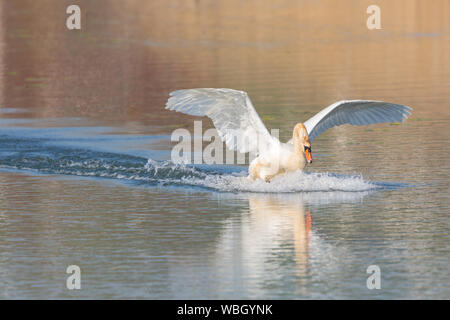 Eine natürliche Höckerschwan (Cygnus olor), die auf der Wasseroberfläche, Flügeln, Stockfoto