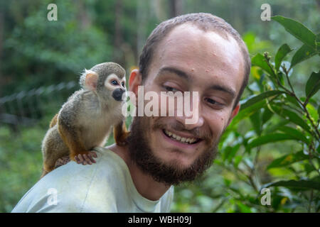 Pocket Monkey (aka Finger Monkey) Hopfen auf man s zurück in den Amaru Natur in Ecuador am 21.August 2015 erhalten Stockfoto