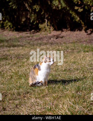 Dreifarbige Katze sitzt im Gras in der Sonne aalen Stockfoto