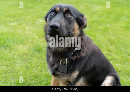 Portrait einer jungen Deutschen Schäferhund mit einem Schloss an seinem Hals. Das Konzept der nicht zuverlässig dog Guard zu Hause. Der Hund ist ängstlich und strafft seine Ohren. Stockfoto