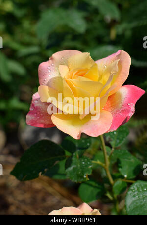 Eine Anlage mit Farbwechsel Rosen. Multicolor Rosen mit erstaunliche Kombination og rot, gelb, orange und rosa sieht aus wie helles Licht in es. Natürliche Stockfoto