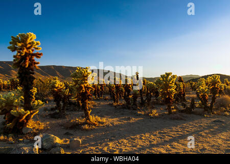 Cholla Cactus in Joshua Tree National Park, Kalifornien Stockfoto