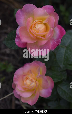 Floribunda, Rose, edle Rose. Gelb und Orange Rose Pflanzen. Eine Anlage mit Farbwechsel Rosen. multicolor Rosen mit erstaunliche Kombination og Rot, Ihr Stockfoto