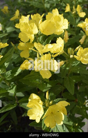 Enotera Strauchigen (Oenothera) - ein beständiger gelbe Blume im Garten, Nahaufnahme Stockfoto