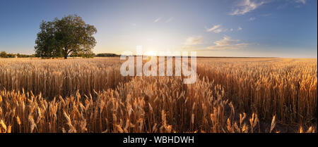 Weizenfeld. Ohren der goldene Weizen hautnah. Wunderschöne Landschaft unter der strahlenden Sonne und blauen Himmel. Hintergrund der reifenden Ähren wiese Weizen f Stockfoto