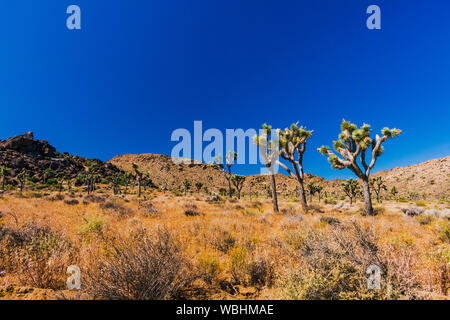 Joshua Tree National Park, Kalifornien Stockfoto