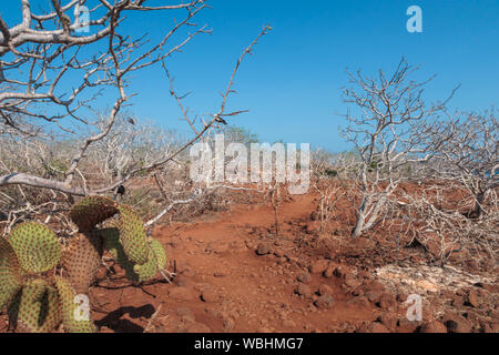 Ein sandiger Pfad durch Sträucher auf North Seymour Insel führende, Galapagos, Ecuador, Südamerika. Stockfoto