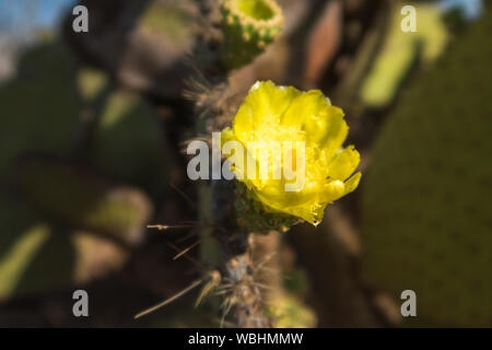 Galapagos Prickly Pear Cactus flower auf North Seymour, Galapagos, Ecuador, Südamerika. Stockfoto