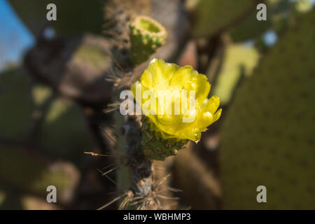 Galapagos Prickly Pear Cactus flower auf North Seymour, Galapagos, Ecuador, Südamerika. Stockfoto