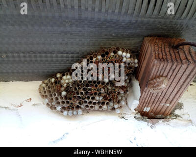 Ein Nest von Wespen polystyles unter dem Dach des Hauses. Nest Zellen mit Larven und erwachsenen Wespen. Stockfoto