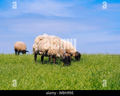 Eine Herde von niedlichen kleinen Lämmer und Schafe auf frische grüne Wiese in der holländischen Deich. Tiere gehen auf Feld und frisst Gras. Schafe weiden stream Landschaft. S Stockfoto