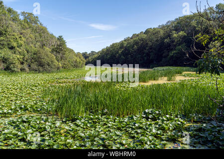 Schönen Seerosenteich in Bosherston, Pembroke, Wales Stockfoto