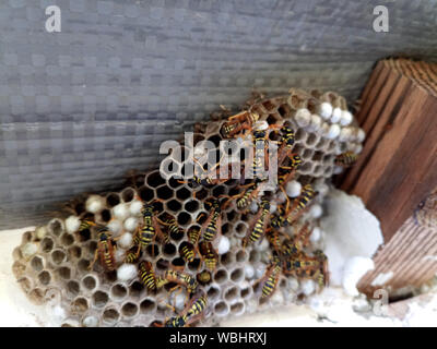 Ein Nest von Wespen polystyles unter dem Dach des Hauses. Nest Zellen mit Larven und erwachsenen Wespen. Stockfoto