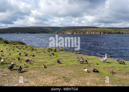 Gänse am Ufer des Windscar Reservoir, Dunford Brücke Stockfoto