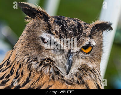 Europäische Uhu. Stockfoto
