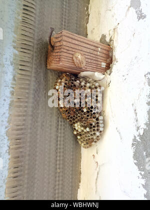 Ein Nest von Wespen polystyles unter dem Dach des Hauses. Nest Zellen mit Larven und erwachsenen Wespen. Stockfoto