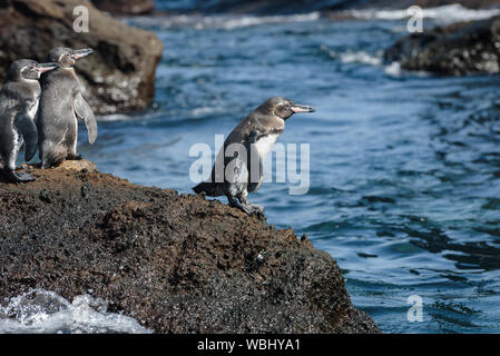 Gruppe von Galapagos Pinguine auf einem Felsen in der Insel Santiago, Galapagos, Ecuador, Südamerika. Stockfoto