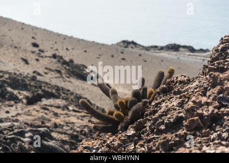 Galapagos Lava Kakteen (Brachycereus nesioticus) Kaktus Pflanze auf Bartolome Insel, Galapagos, Ecuador. Stockfoto