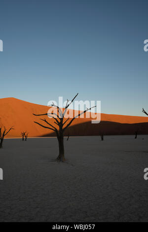 Tot camelthorn Bäumen sitzen in einer Salzpfanne in Deadvlie in Namibia Stockfoto