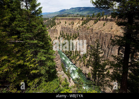 Turm Canyon Schlucht in der Nähe von Calcit Springs Yellowstone Park Nataional Wyoming USA Juni 2015 Stockfoto