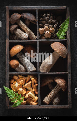 Verschiedene edle Wilde Pilze im Herbst gesammelt Stockfoto